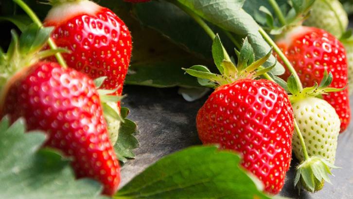 2022_05_9-attualita-fragole-interna 2022_05_9-attualita-fragole-interna