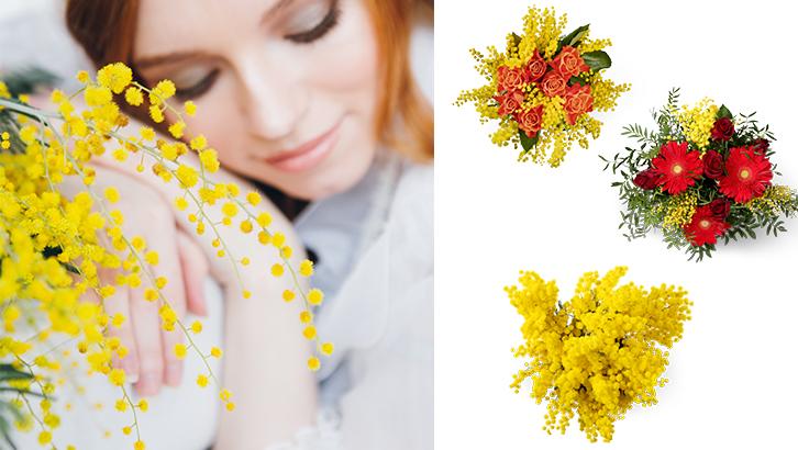 2023_03_6-attualita-mimosa-interna