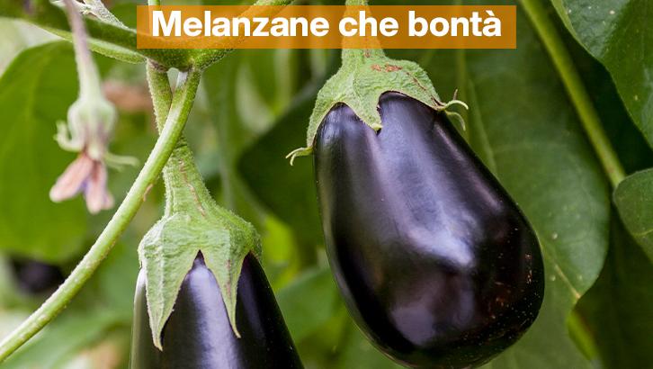 2023_08_21-attualita-melanzane-copertina