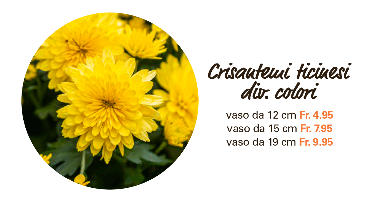 crisantemi