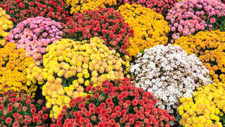 img-pag-redazionale-Pura magia autunnale-set43