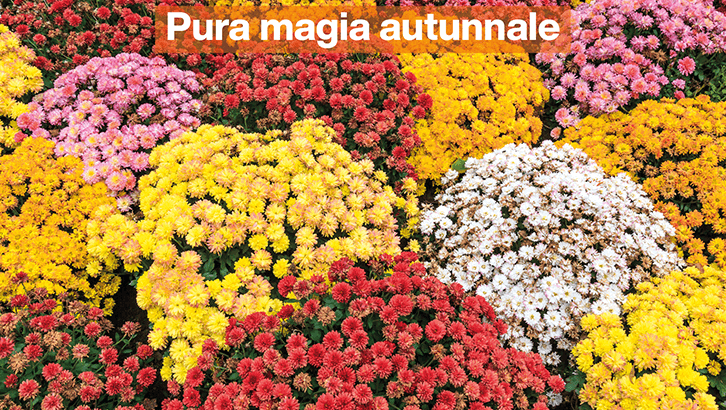 img-redazionale-Pura magia autunnale-set43