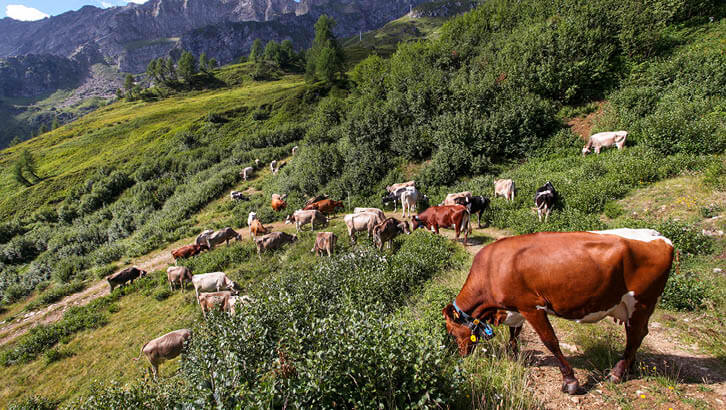 img-redazionale-set42-Chicche casearie d’alta montagna