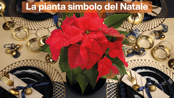img-La pianta simbolo del Natale-set50-1