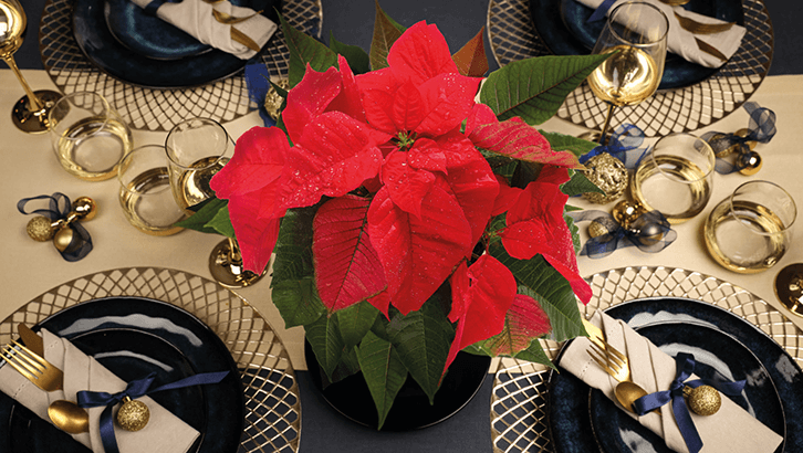 img-La pianta simbolo del Natale-set50-2