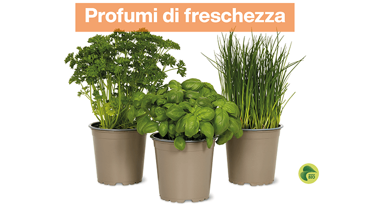 img-Profumi di freschezza-sett 13-1
