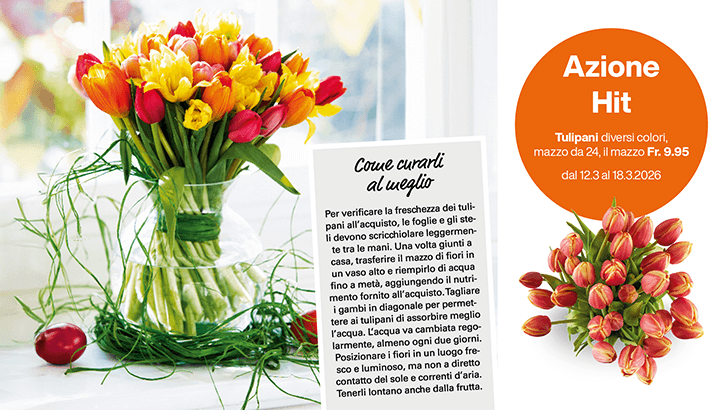 img sett11 tulipani img sett11 tulipani