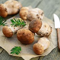 Porcini che bontà!