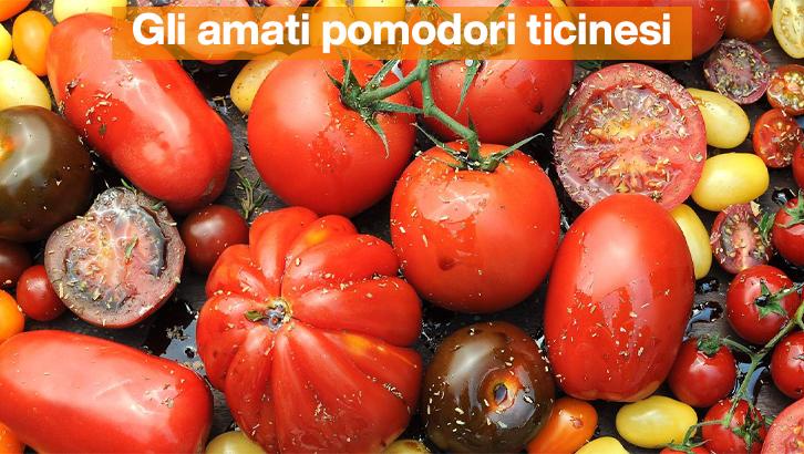 2022_08_2-attualita-pomodori-copertina