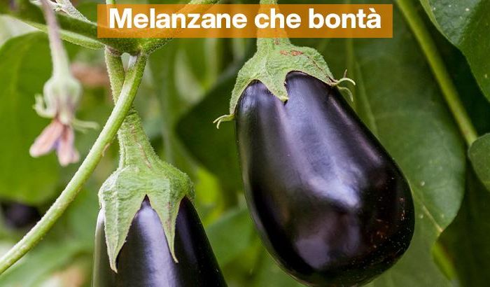 2023_08_21-attualita-melanzane-copertina