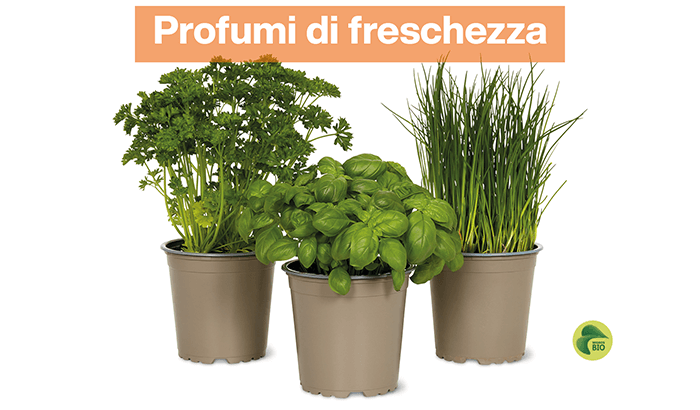 img-Profumi di freschezza-sett 13-1