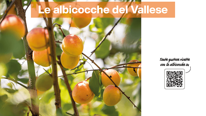img-Le albicocche del Vallese-sett27-1