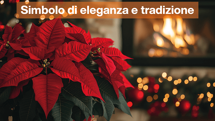 img sett50 Simbolo di eleganza e tradizione