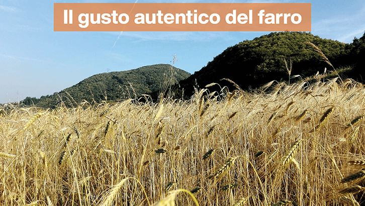 img sett36 Il gusto autentico del farro